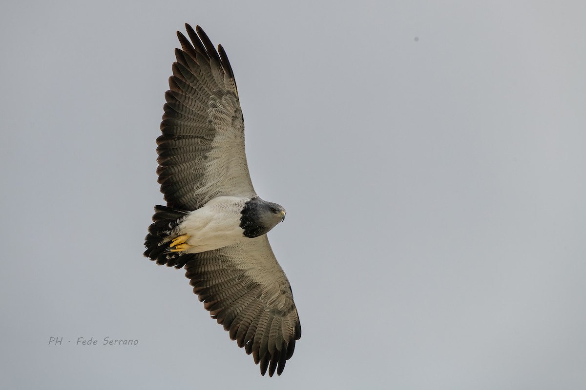 Black-chested Buzzard-Eagle - Fede Serrano