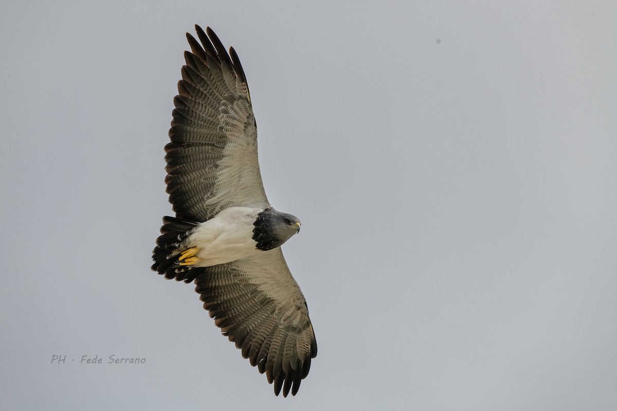 Black-chested Buzzard-Eagle - ML589002901