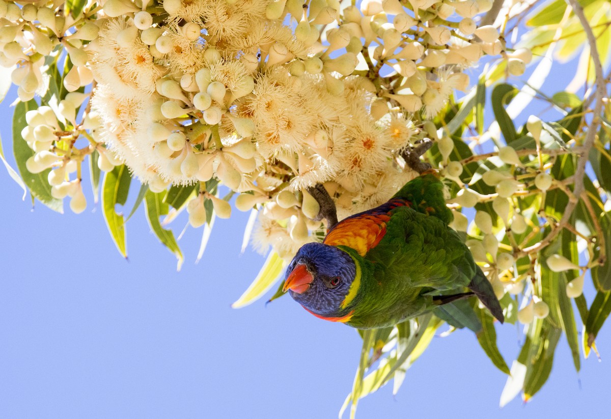 Rainbow Lorikeet - ML589002911