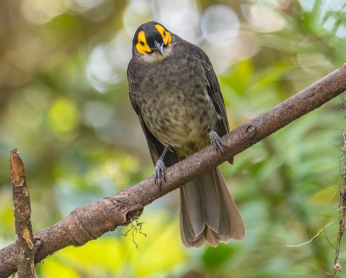 Smoky Honeyeater - ML589002991