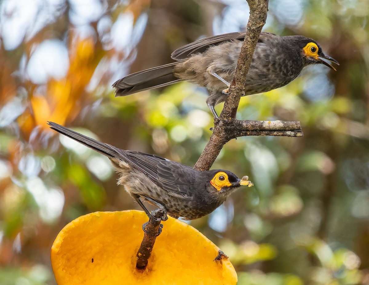 Smoky Honeyeater - ML589003001