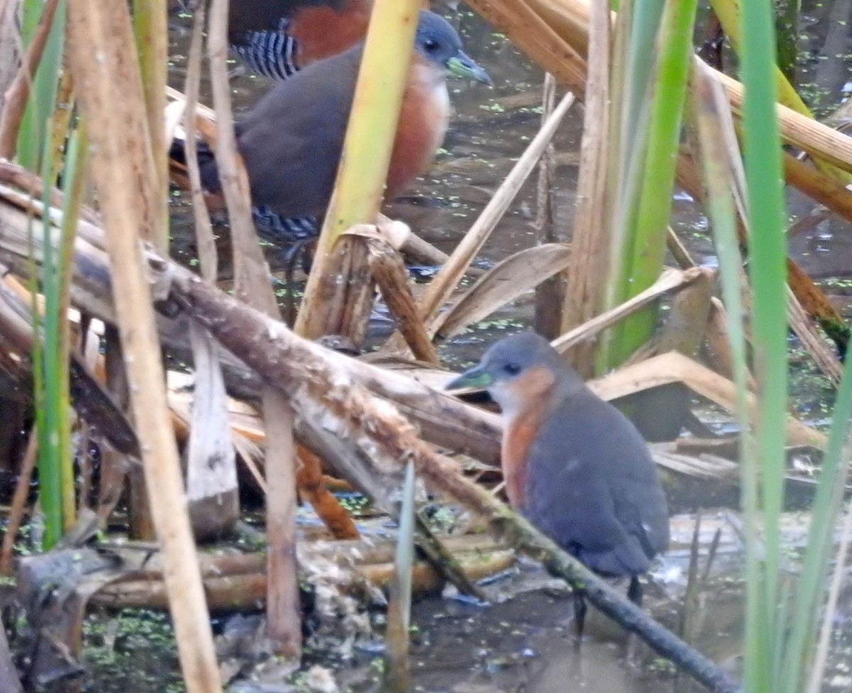 Rufous-sided Crake - ML589003371