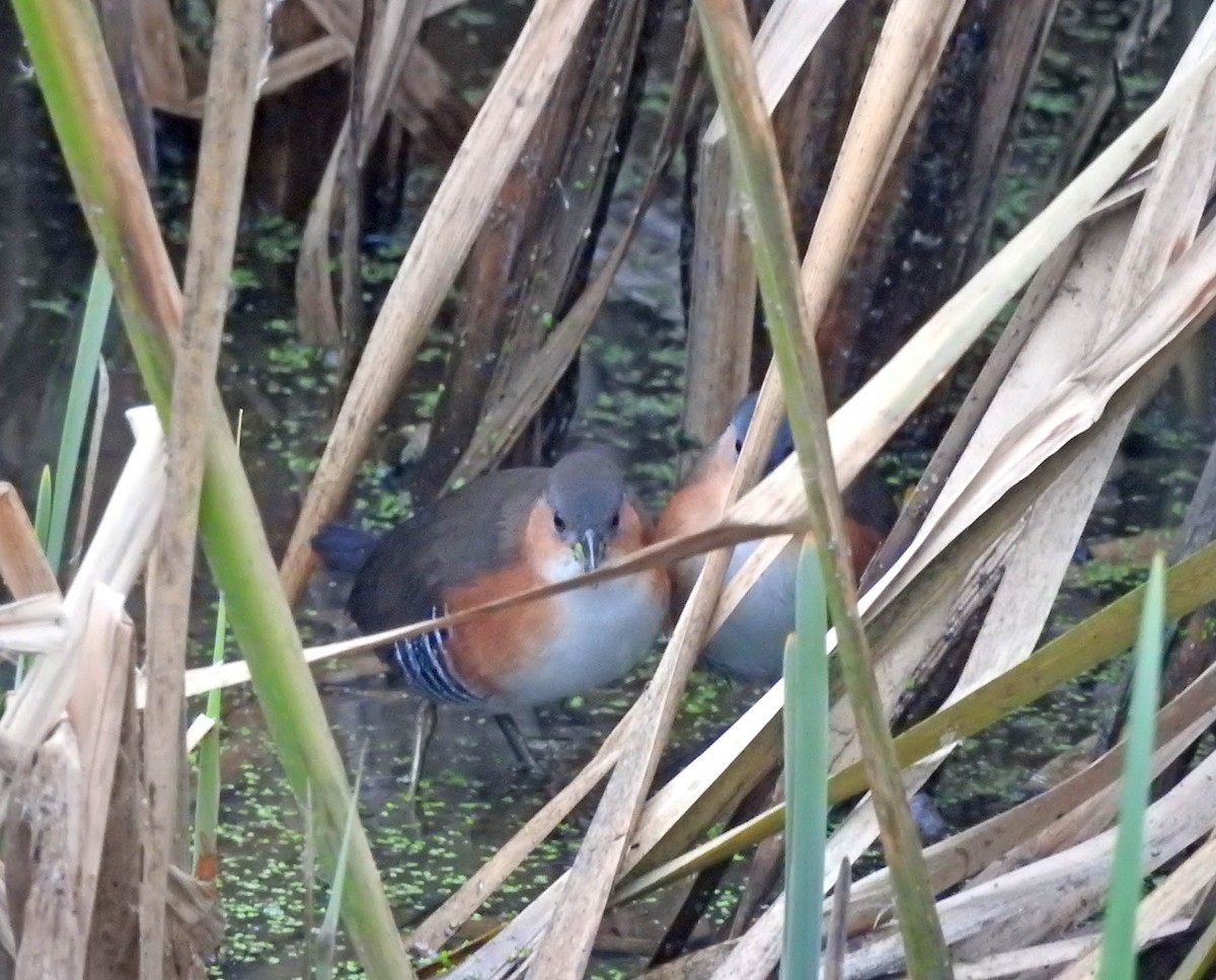 Rufous-sided Crake - ML589003381