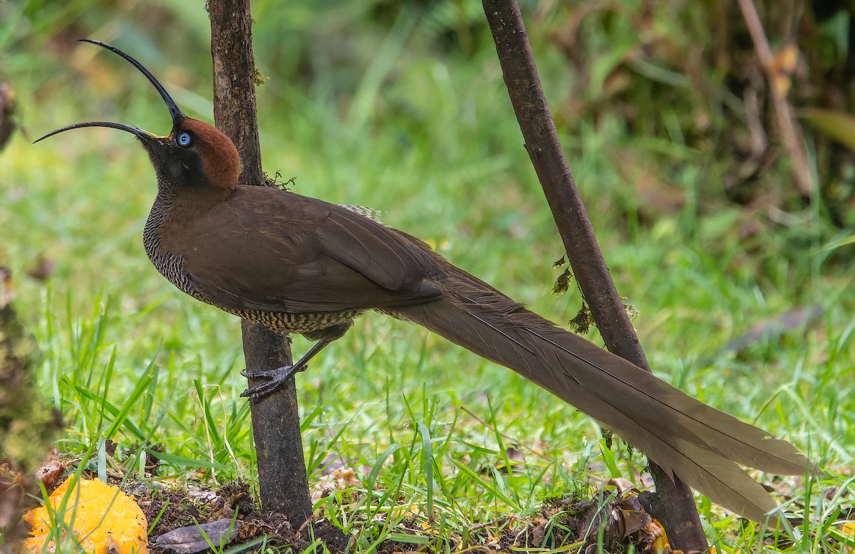 Brown Sicklebill - ML589003581