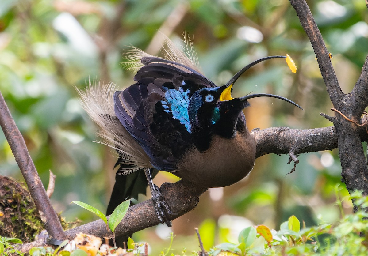 Brown Sicklebill - ML589003601