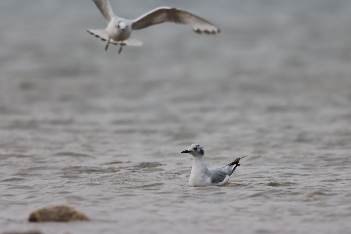 Mouette de Bonaparte - ML589003931