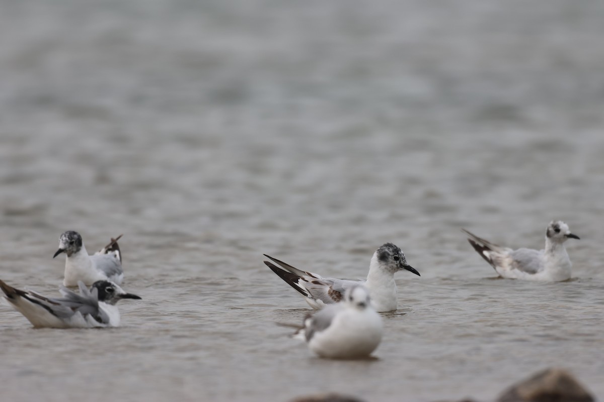 Gaviota de Bonaparte - ML589003961