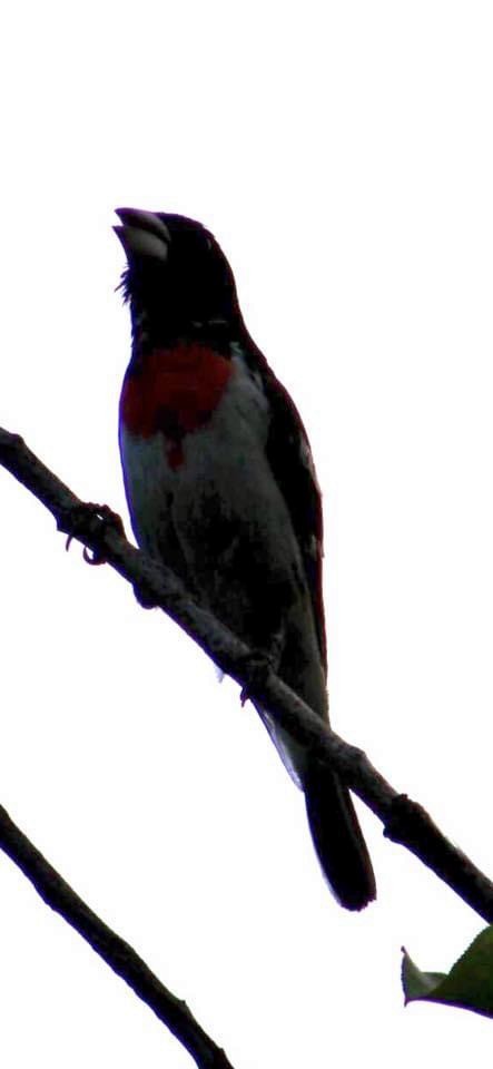 Cardinal à poitrine rose - ML589004311