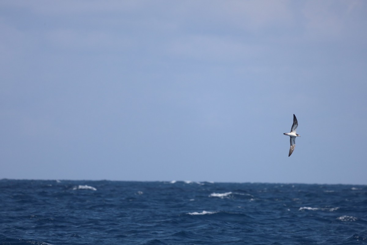 Streaked Shearwater - ML589004371