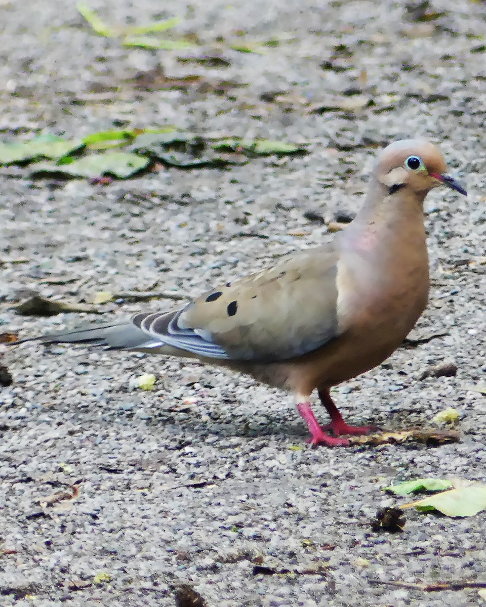 Mourning Dove - ML589005181