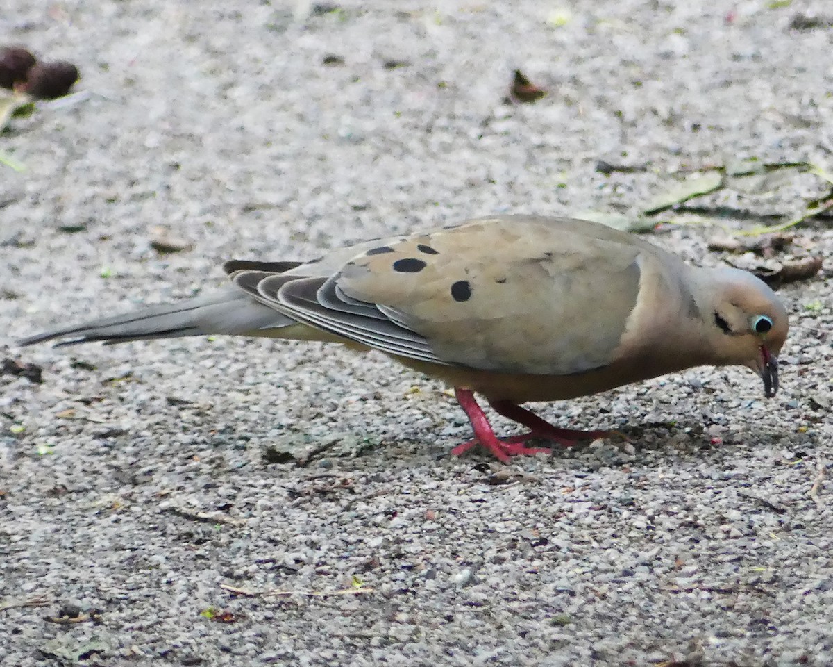 Mourning Dove - ML589005191