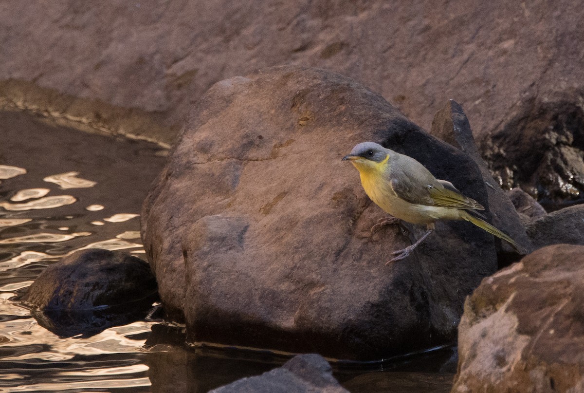 Gray-headed Honeyeater - ML589005241