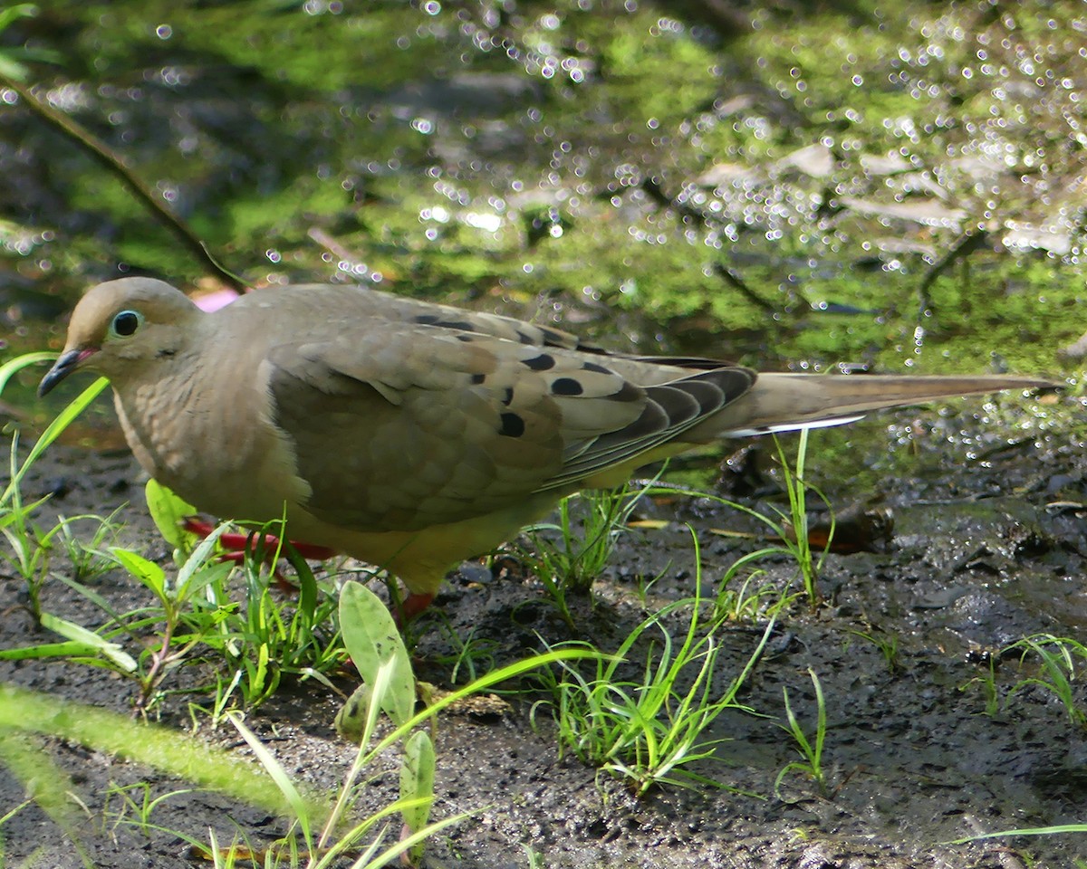 Mourning Dove - ML589005301