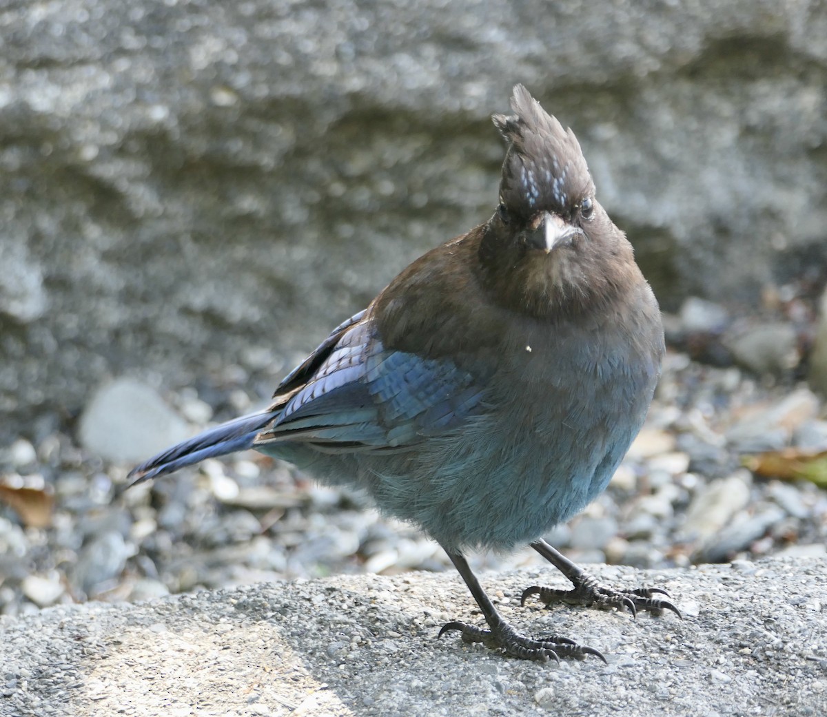 Steller's Jay - Jim St Laurent