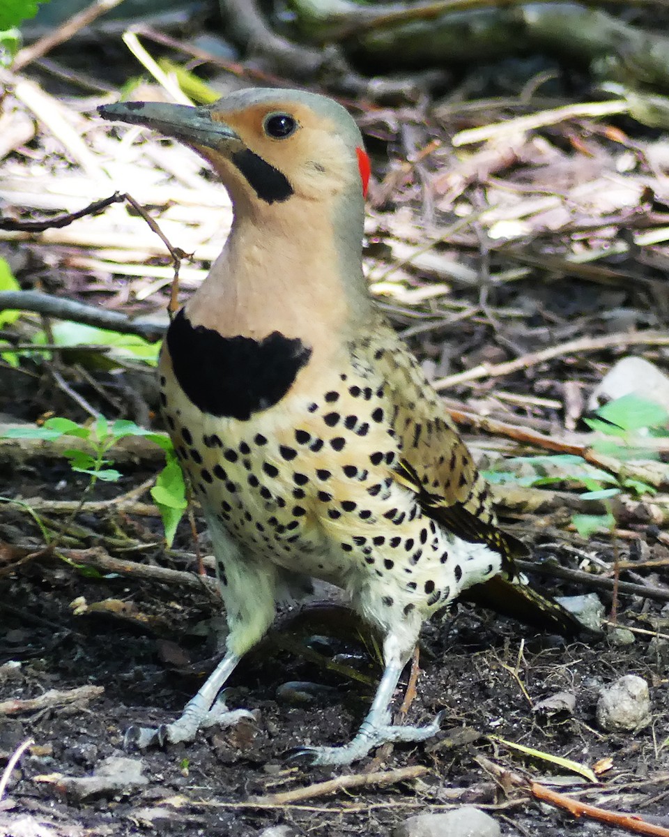 Northern Flicker (Yellow-shafted) - ML589005951