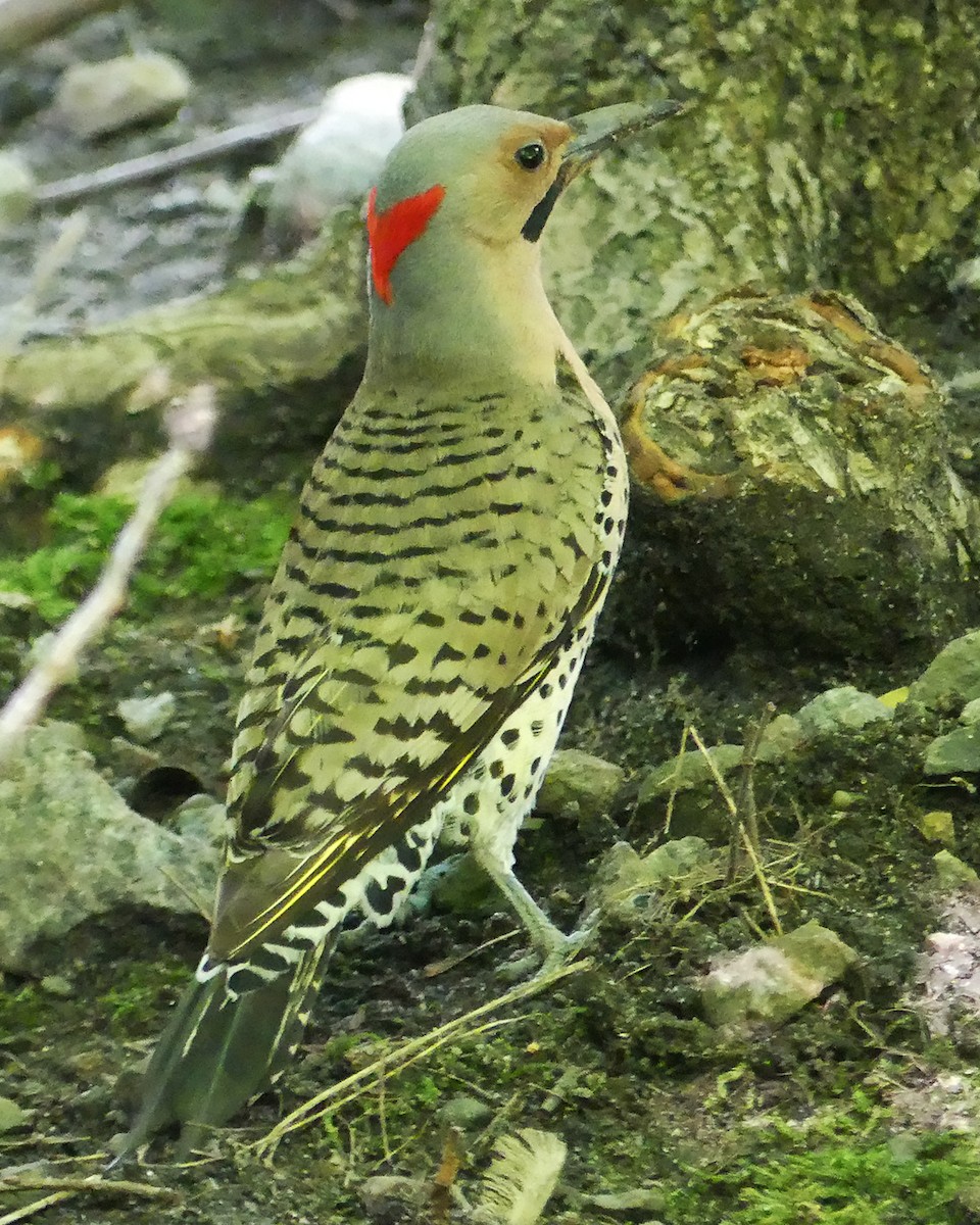 Northern Flicker (Yellow-shafted) - ML589005961
