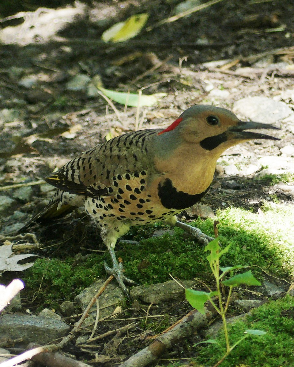 Northern Flicker (Yellow-shafted) - ML589005971