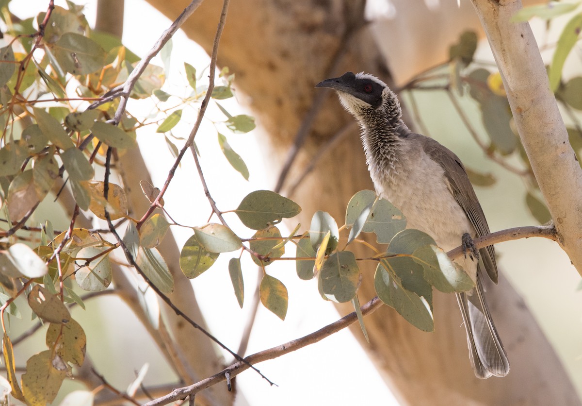 Silver-crowned Friarbird - ML589006041