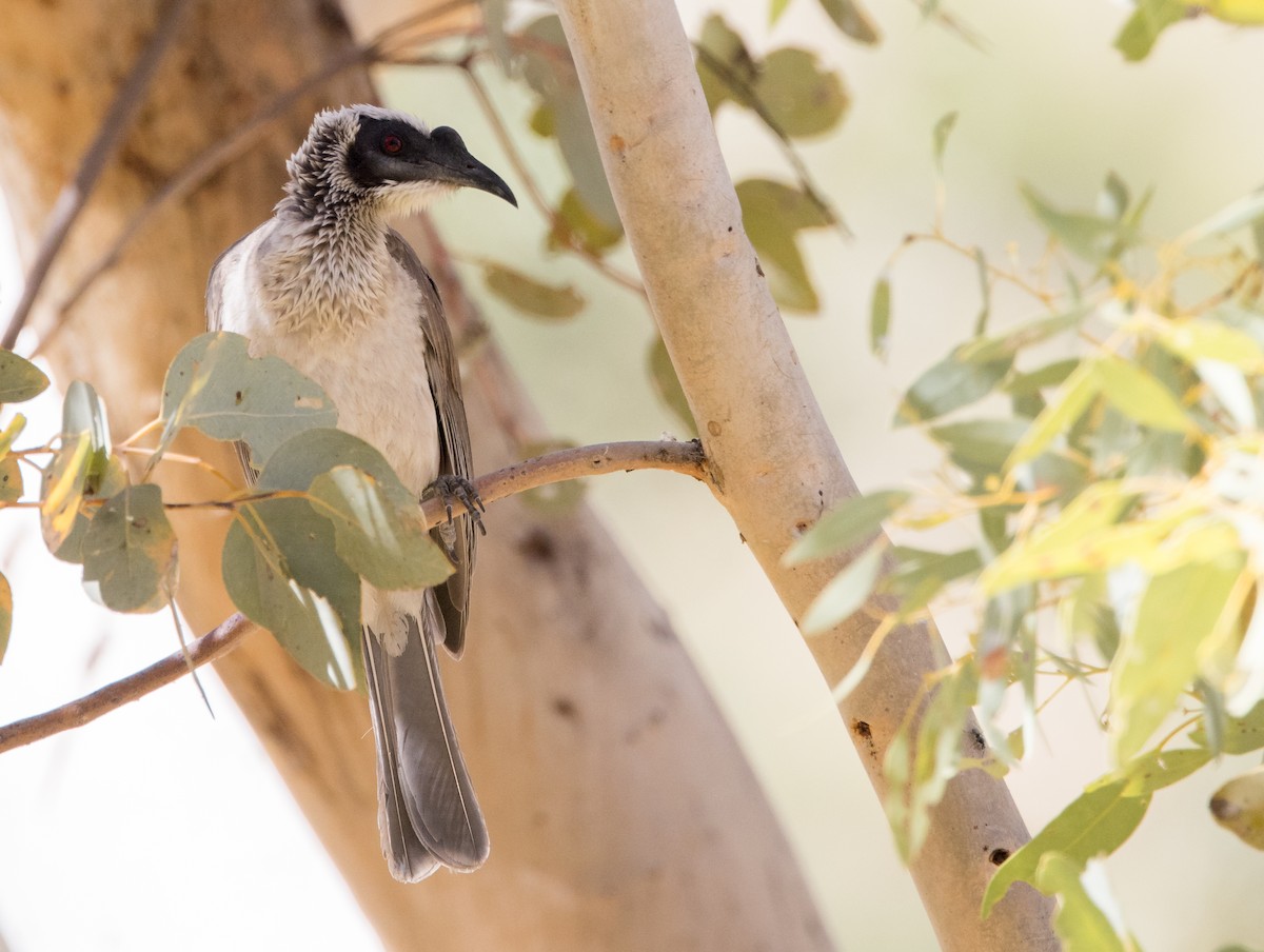 Silver-crowned Friarbird - ML589006051