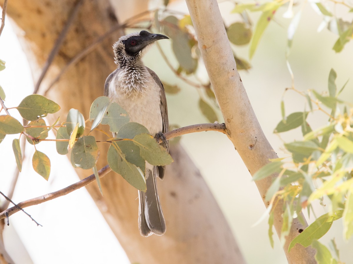 Silver-crowned Friarbird - ML589006061
