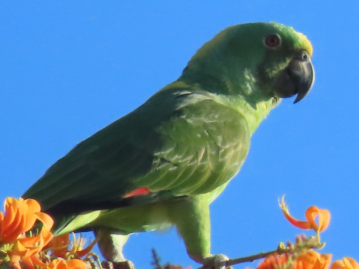 Yellow-naped Parrot - ML589007361