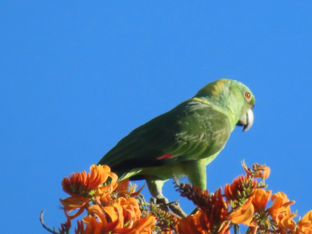 Yellow-naped Parrot - ML589007391