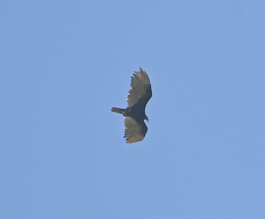 Turkey Vulture - ML589008651