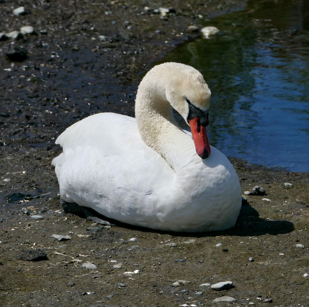 Хуруут хун - ML589008851