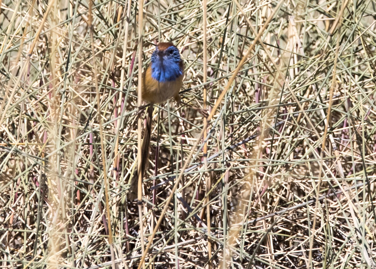 Rufous-crowned Emuwren - ML589010441