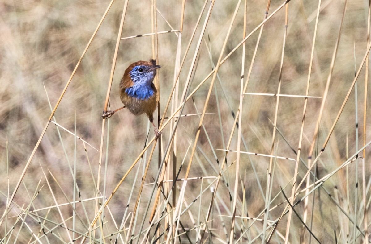 Rufous-crowned Emuwren - ML589010451