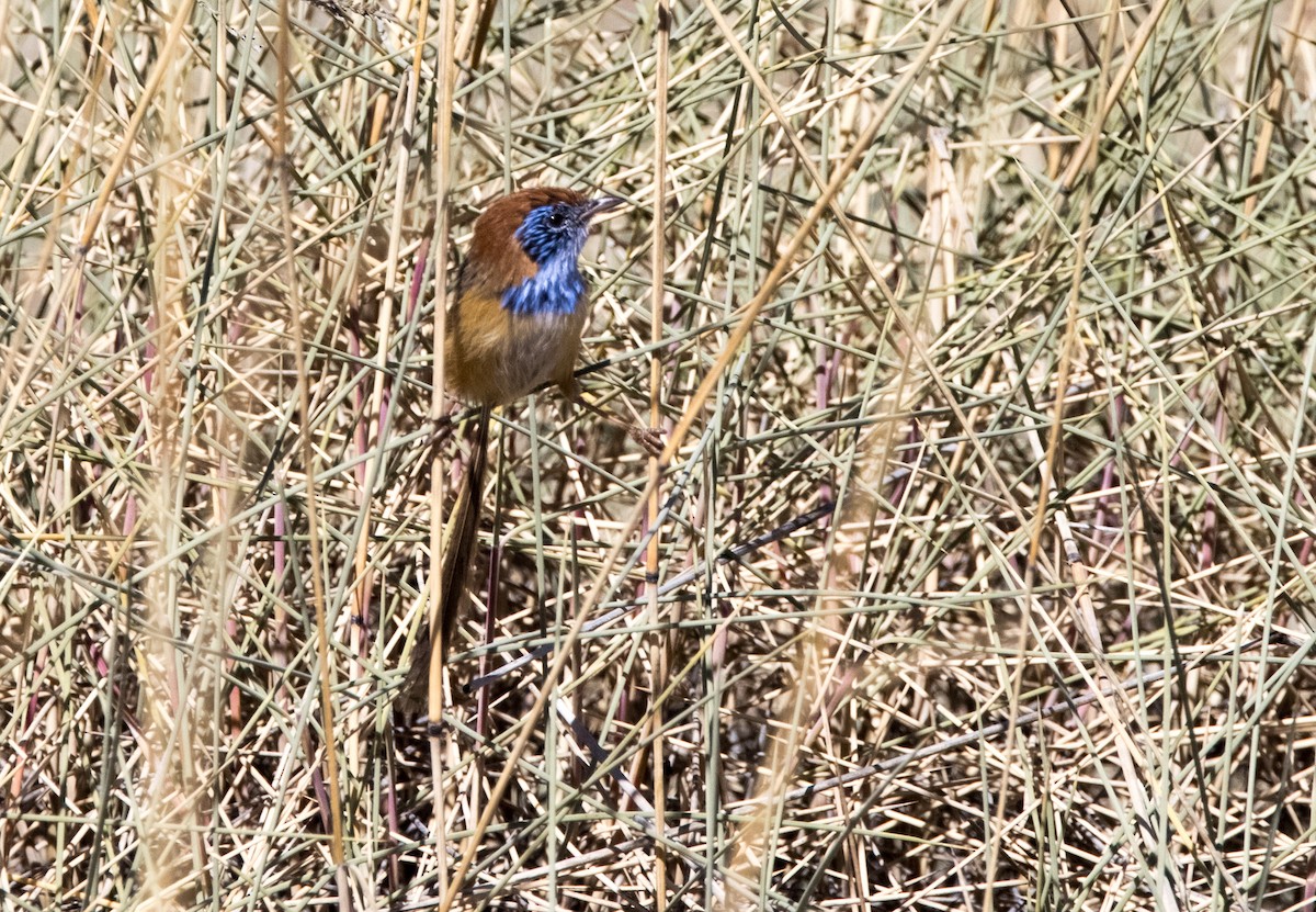 Rufous-crowned Emuwren - ML589010461