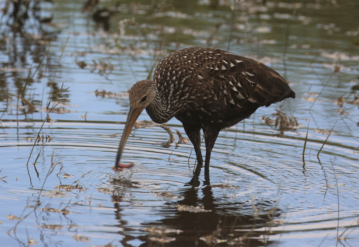 Limpkin - Dale Adams