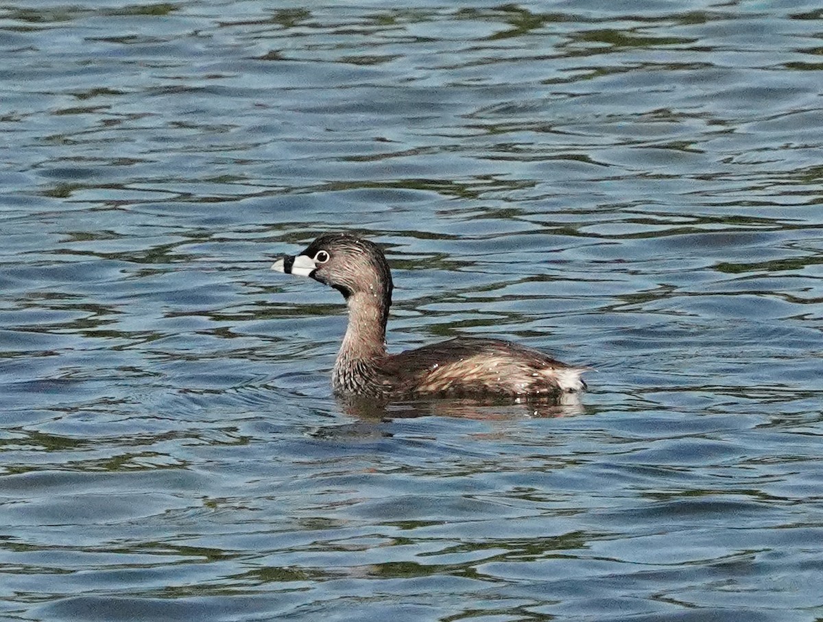 Pied-billed Grebe - Barbara Leary