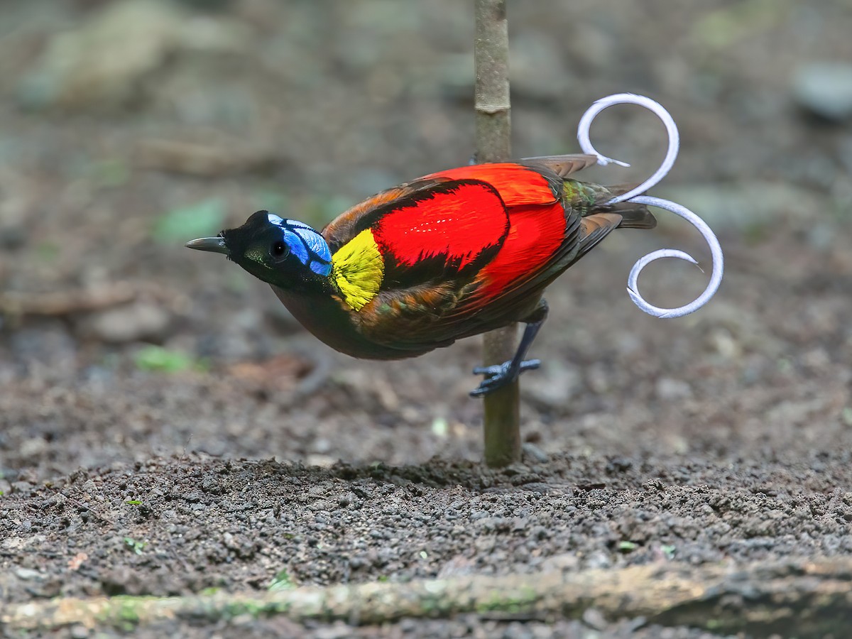 Wilson's Bird-of-Paradise - Diphyllodes respublica - Birds of the