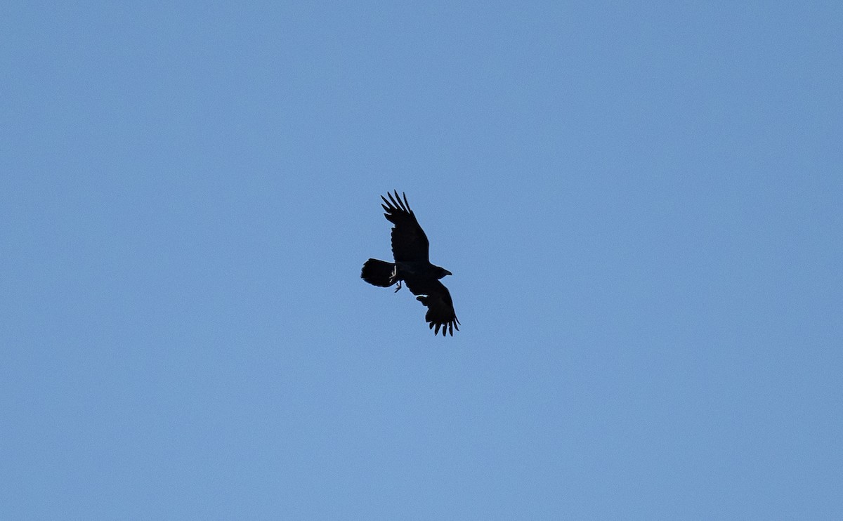 Chihuahuan Raven - ML589012171