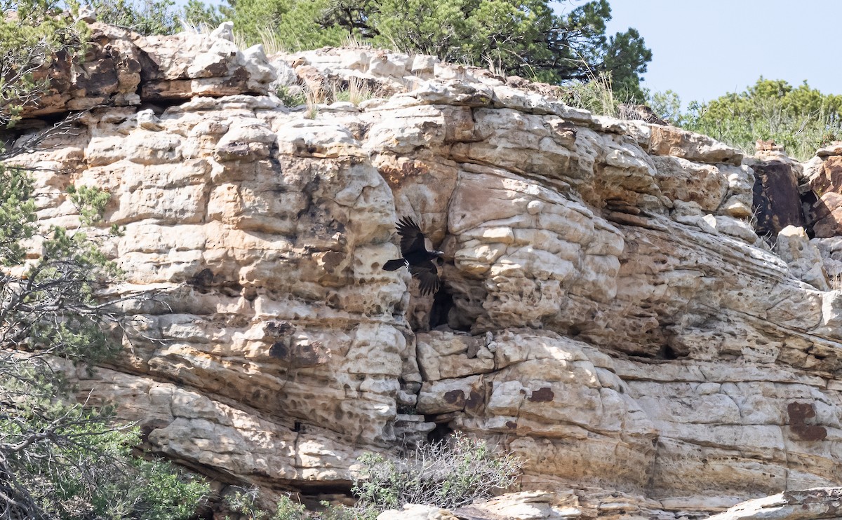 Chihuahuan Raven - ML589012181