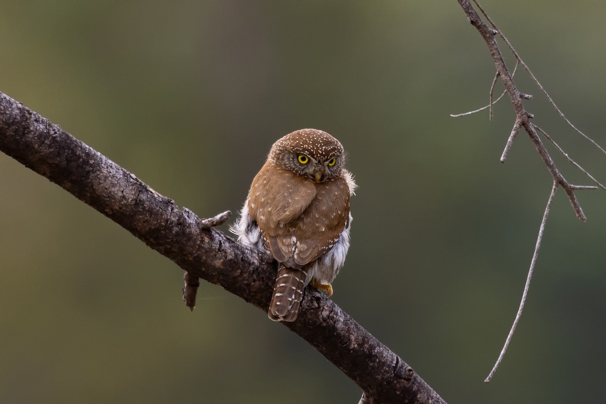 Northern Pygmy-Owl - ML589012361