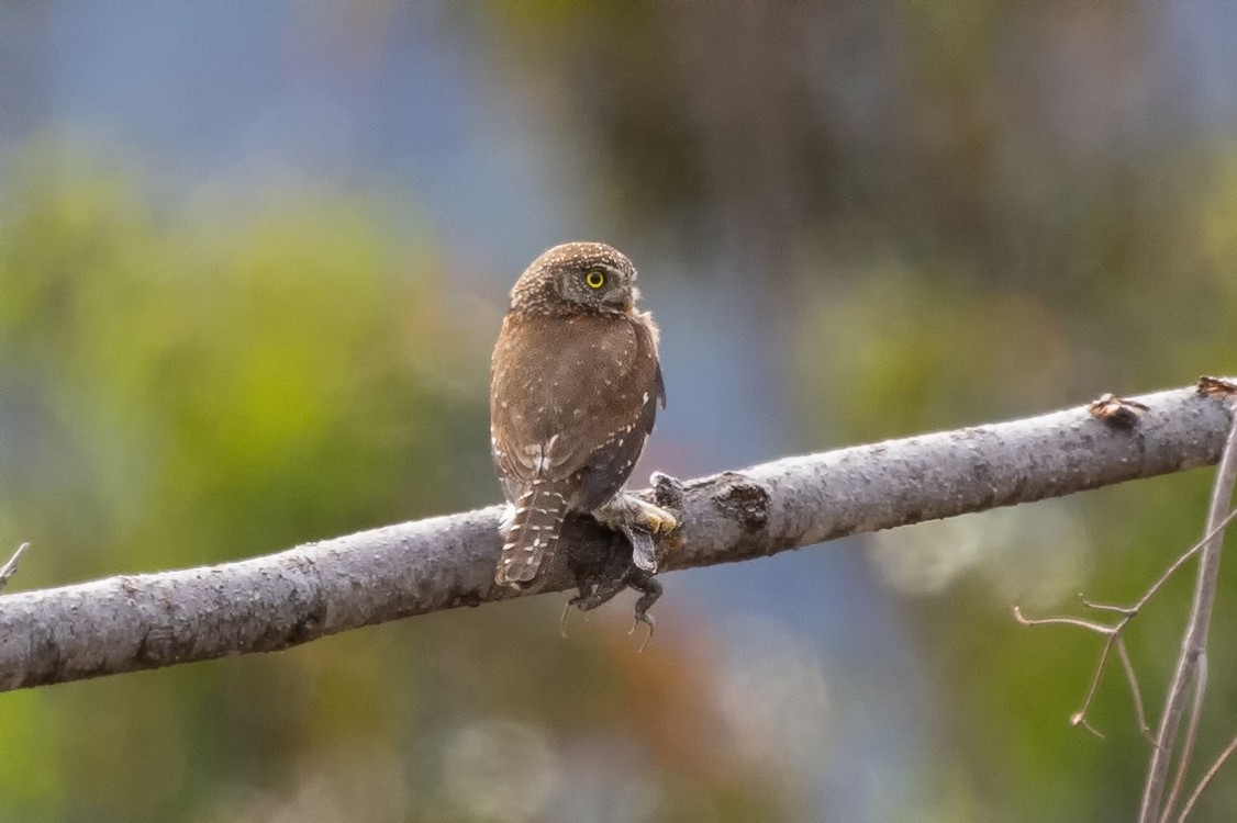 Northern Pygmy-Owl - ML589012391