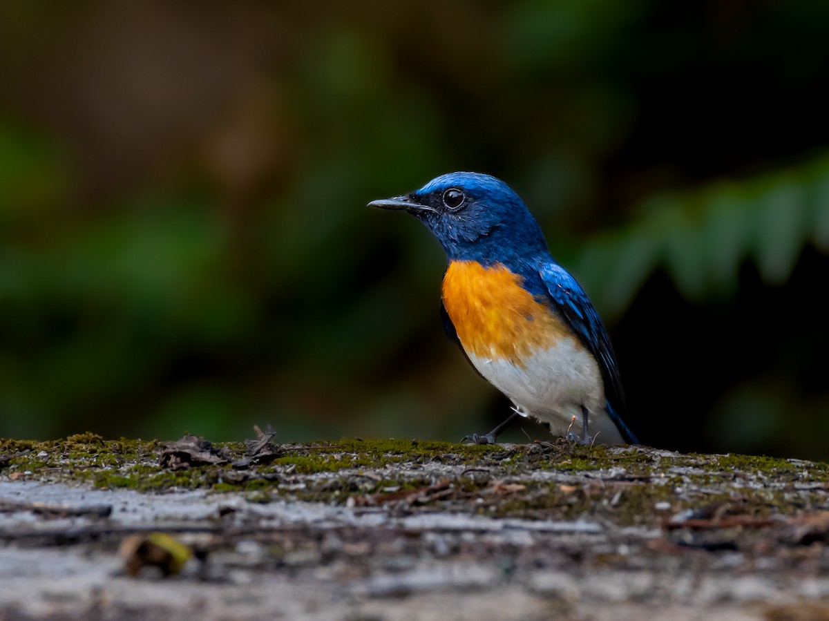 Blue-throated Flycatcher - Ajay  Kumar