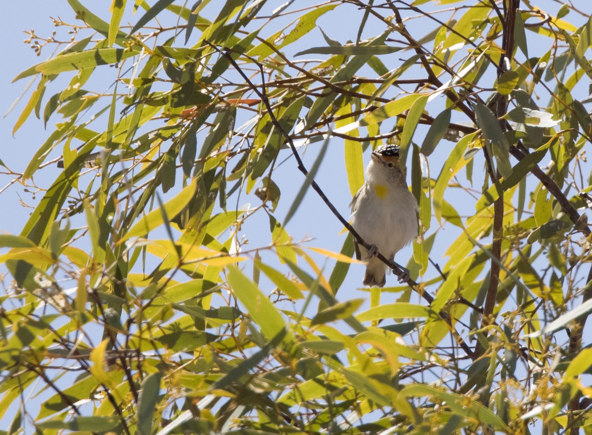 Pardalote à sourcils rouges - ML589013551