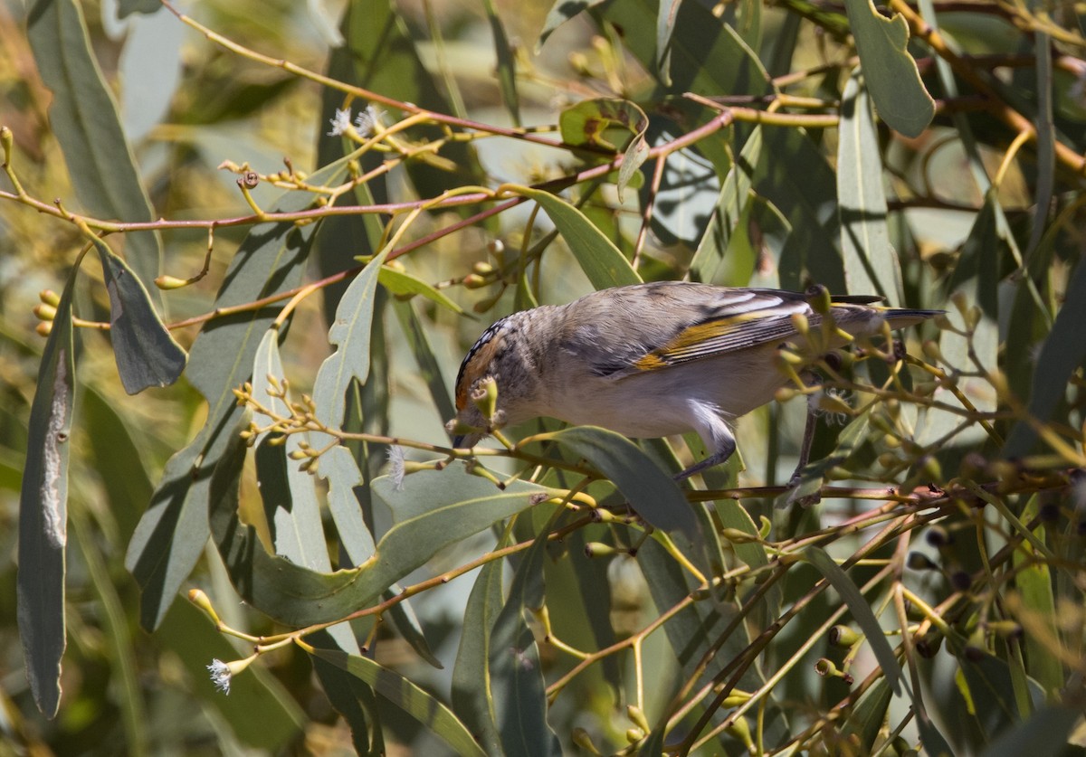 Pardalote à sourcils rouges - ML589013581