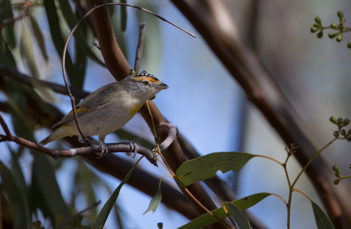 Pardalote à sourcils rouges - ML589013601