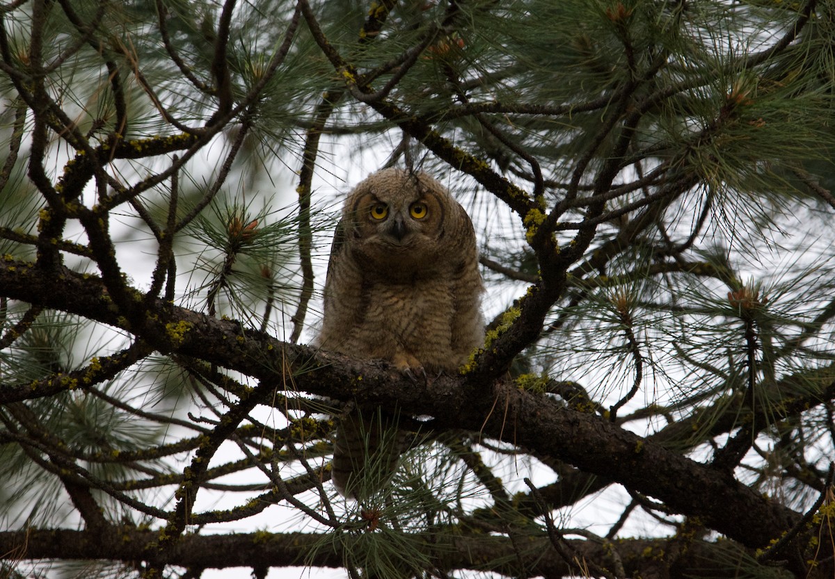 Great Horned Owl - ned bohman
