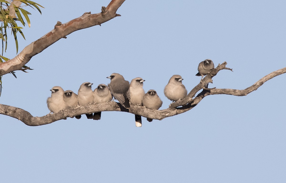 Black-faced Woodswallow (Black-vented) - ML589014191