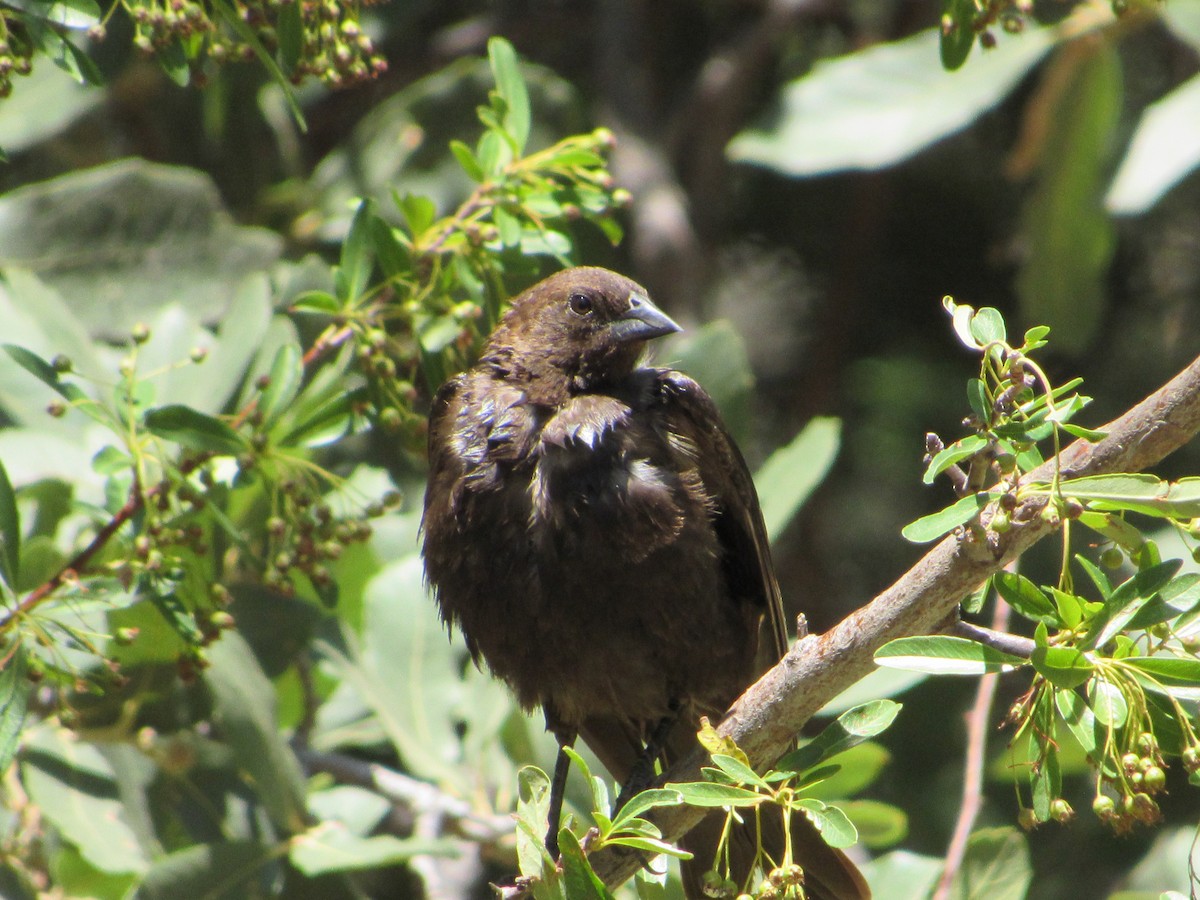 Brown-headed Cowbird - ML589014781