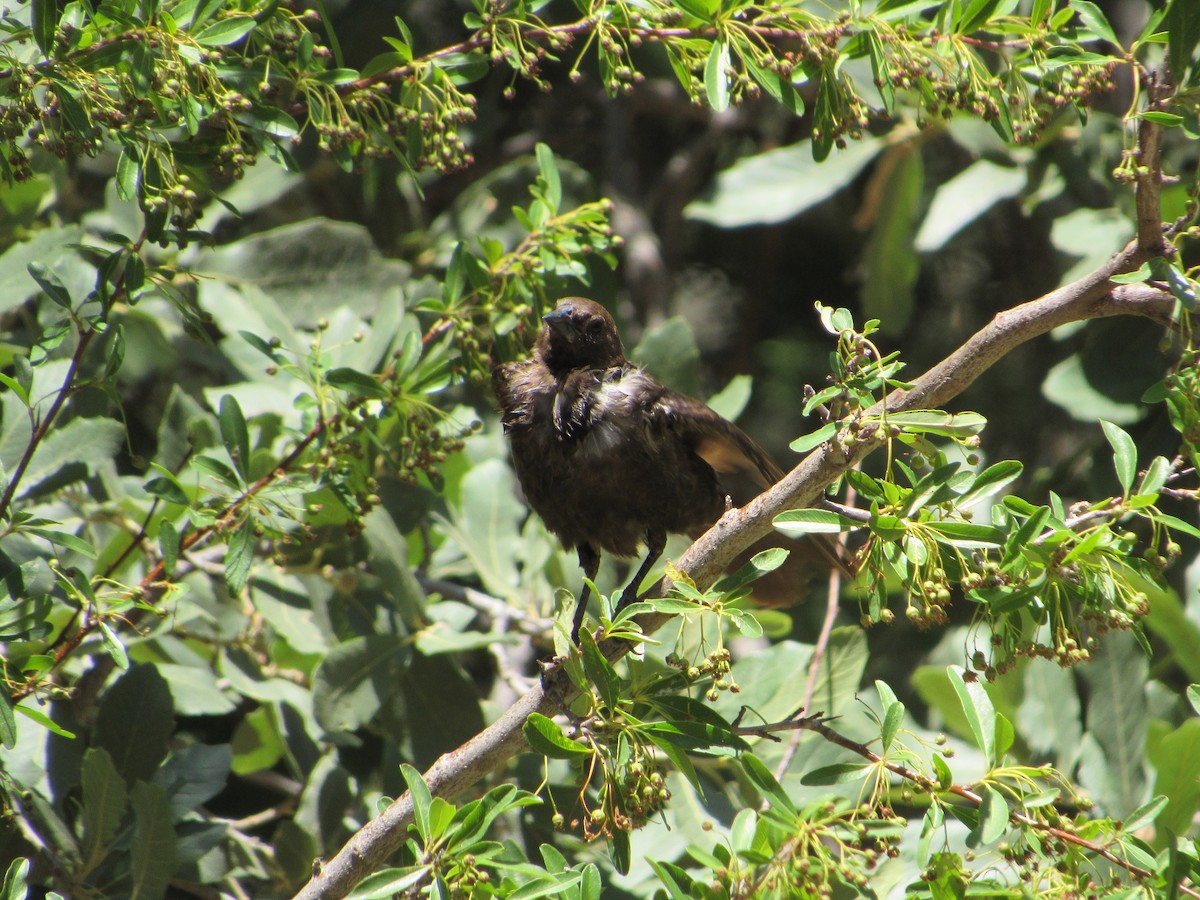 Brown-headed Cowbird - ML589014791