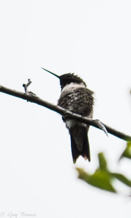 Ruby-throated Hummingbird - ML58901661
