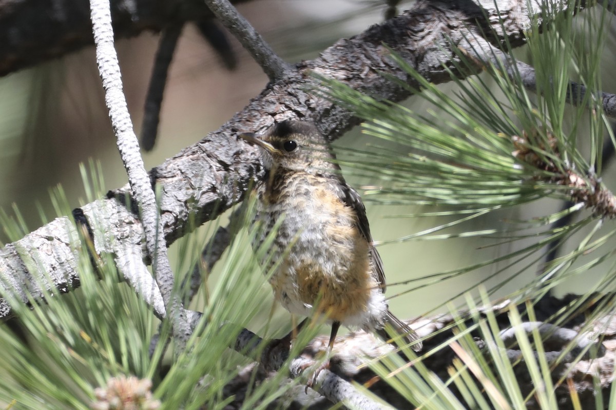 American Robin - ML589016911