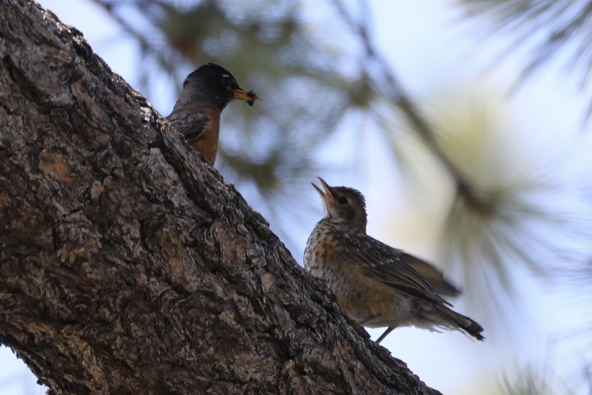 American Robin - ML589016931
