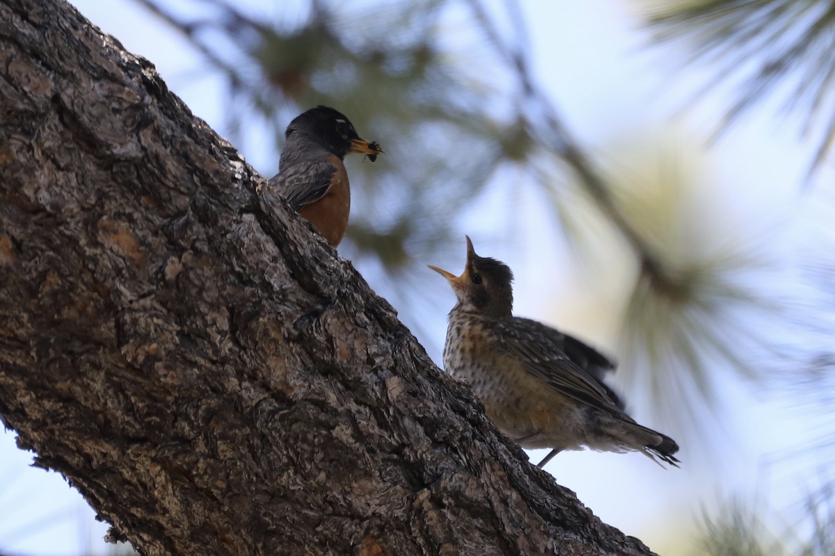 American Robin - ML589016941